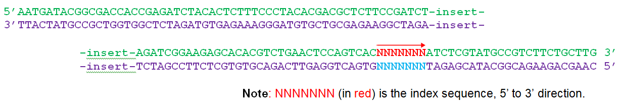 Multiplexing Index Primers (Illumina Platform)