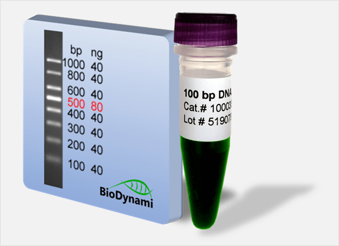 100 bp DNA ladder