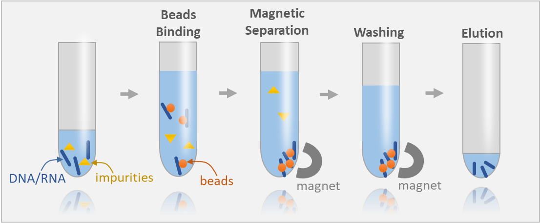 magnetic beads DNA purification workflow