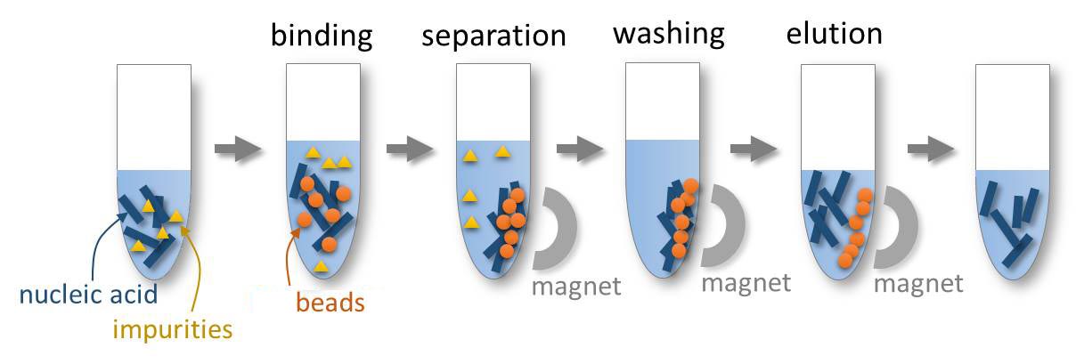 magnetic-beads-dna-rna-purification-save-75-biodynami