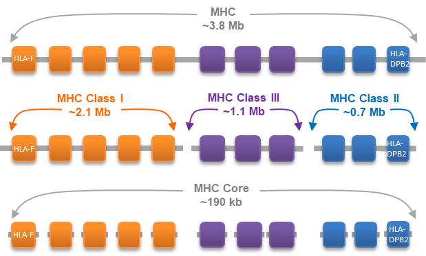MHC sequencing
