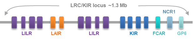 LRC-KIR-locus