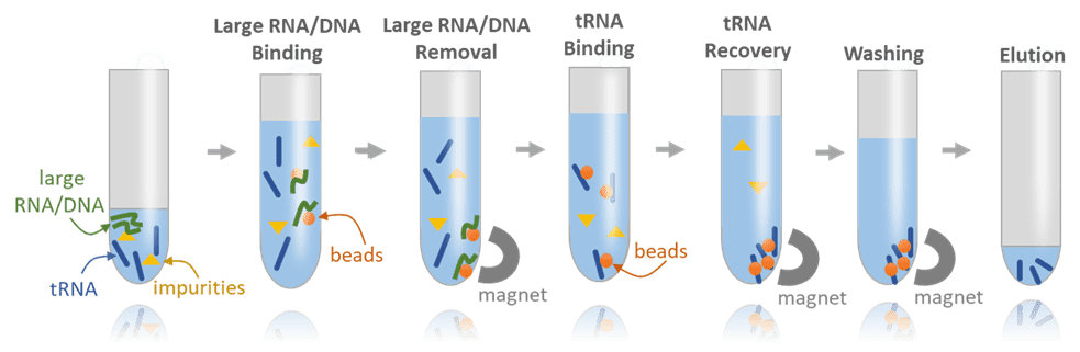 Magnetic beads tRNA purification workflow 2