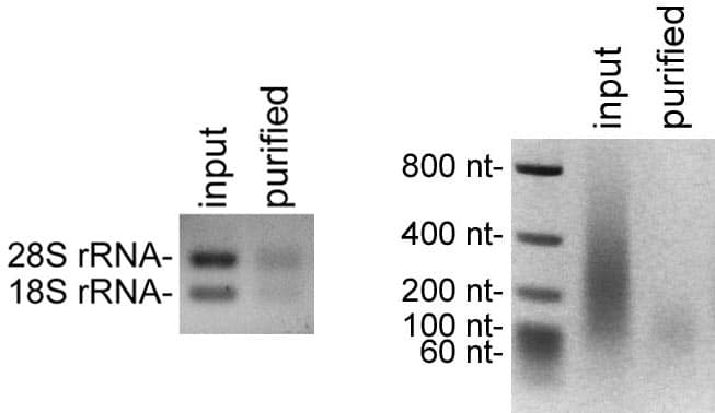 tRNA purification data all