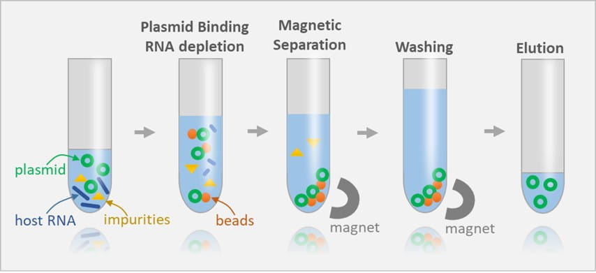 Plasmid Purification Magnetic Beads -workflow