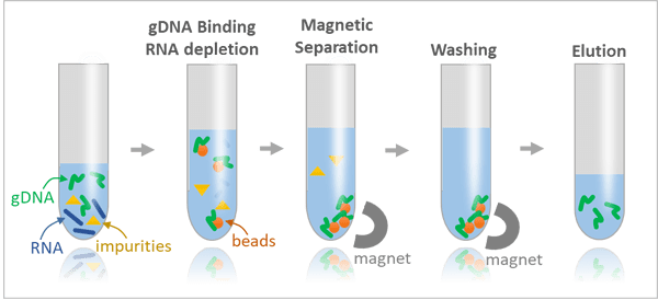 RNA contamination removal