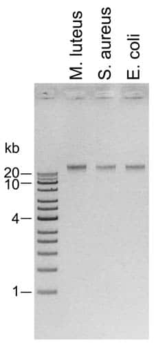 Bacterial DNA Extraction