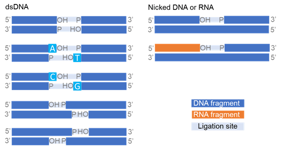 DNA ligation