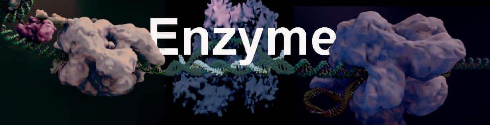 Enzyme