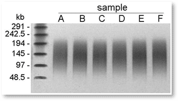 Plant genomic DNA extraction gel