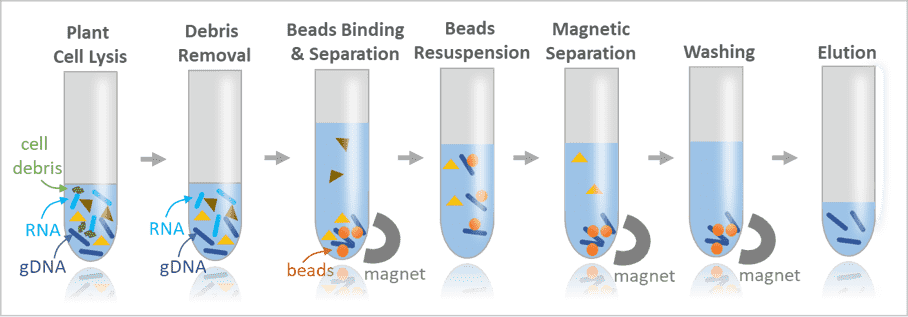 Plant genomic DNA extraction workflow