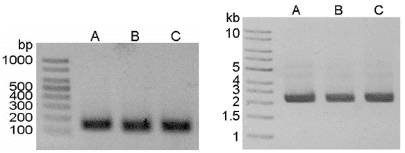 2X PCR Master Mix