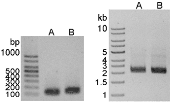 One-Step RT-PCR