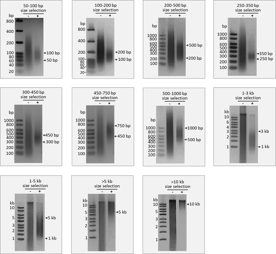 BioDynami DNA size selection