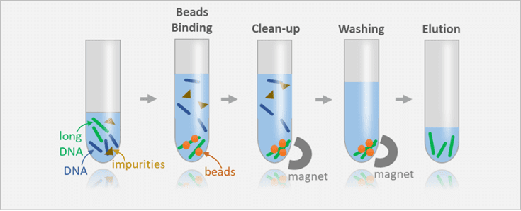 DNA size selection with single clean-up