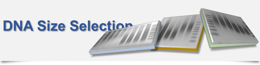 BioDynami product category DNA size selection