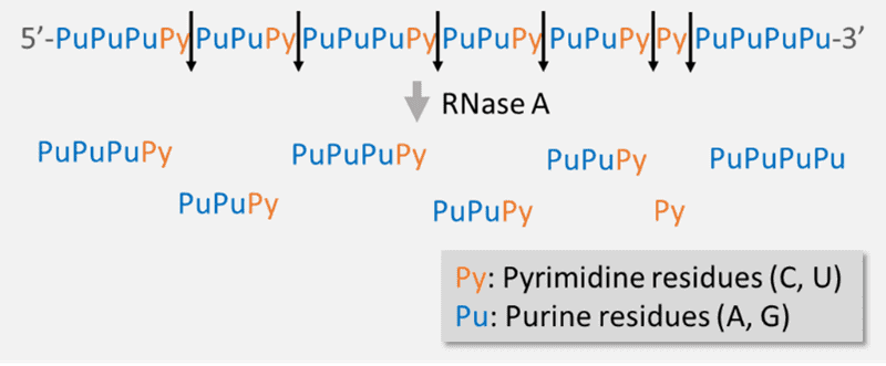 RNase A (Ribonuclease A) Cleavage Principle