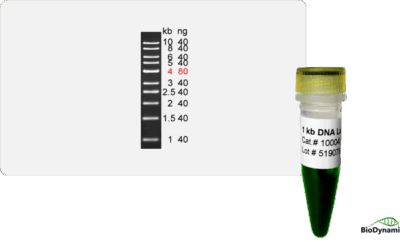 1 Kb Ruler 1 kb DNA Ladder, Ready-to-load | BioDynami
