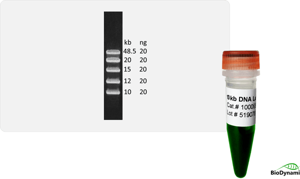 10 kb DNA Ladder, Ready-to-load