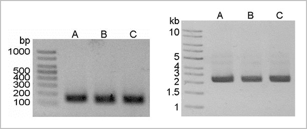 2x pcr master mix