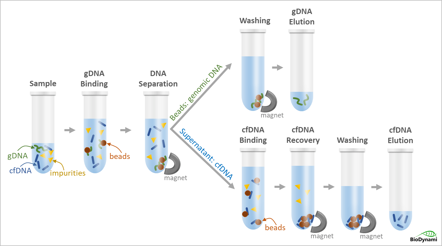 cfdna purification kit (magnetic beads)