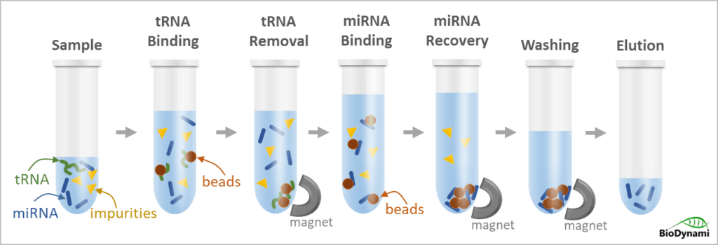 Microrna Extraction miRNA Purification Kit (tRNA Depletion) | BioDynami
