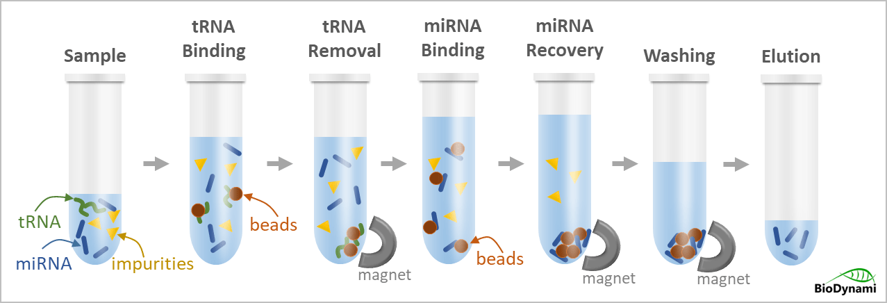 mirna purification kit (trna depletion)