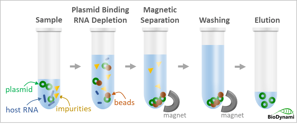 plasmid purification magnetic beads (rna depletion)