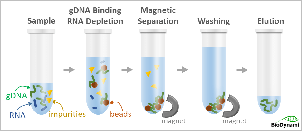 rna contamination removal magnetic beads (gdna purification)