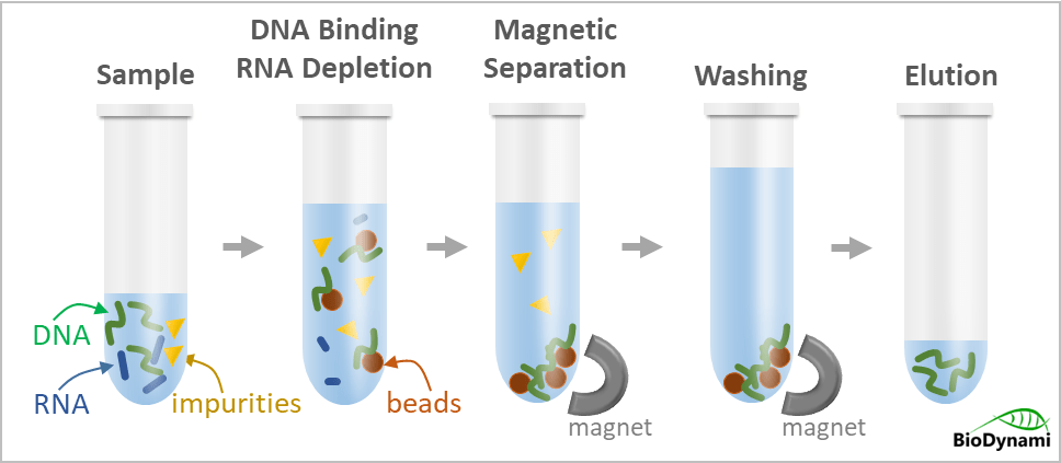 rnase free rna removal (magnetic beads)