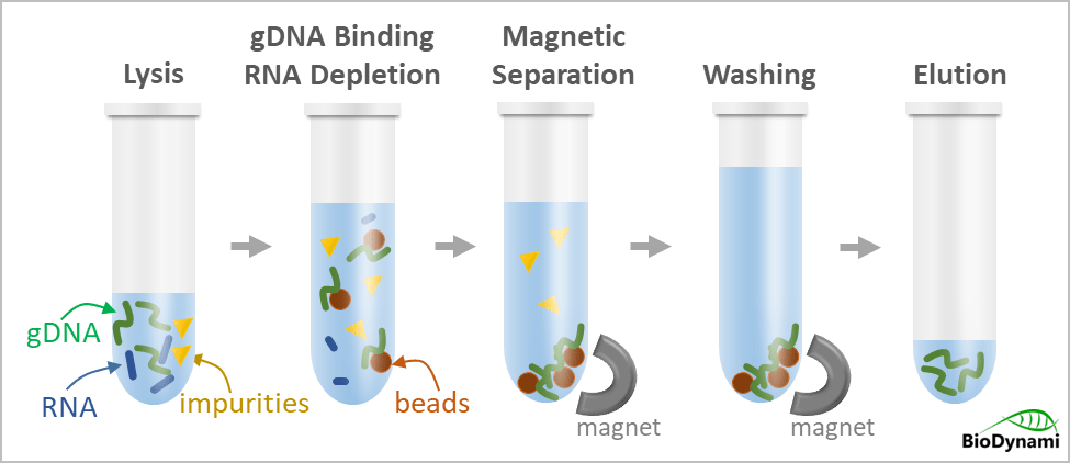 bacterial dna extraction kit (magnetic beads)