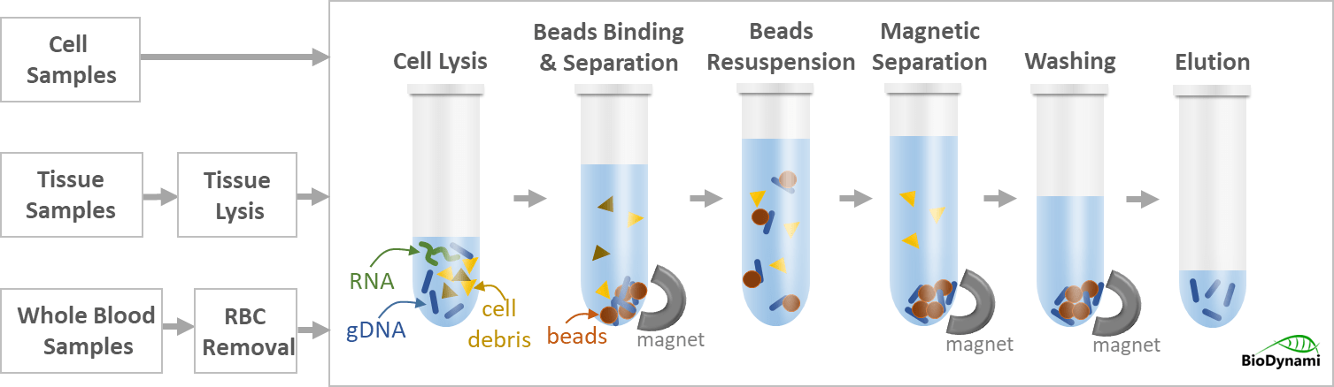 genomic dna extraction kit (hmw, magnetic beads)