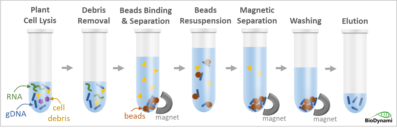 genomic dna extraction kit for plants (hmw, magnetic beads)