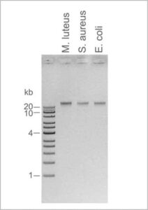bacterial dna extraction kit (magnetic beads)