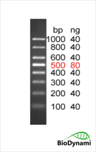 100 bp DNA Ladder