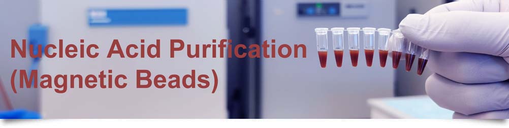 biodynami dna purification magnetic beads