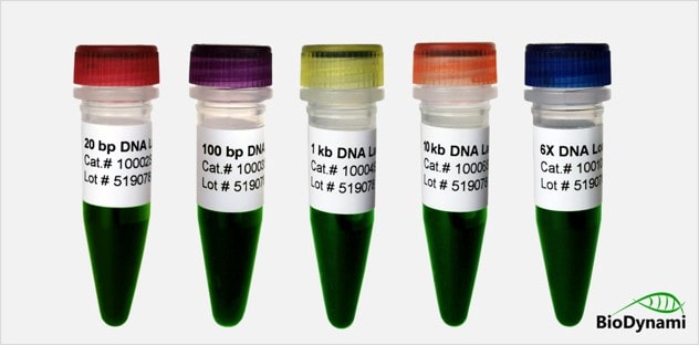 biodynami dna ladder