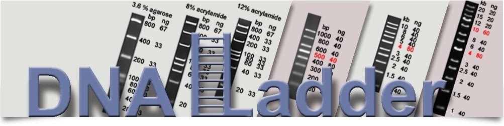 biodynami dna ladder