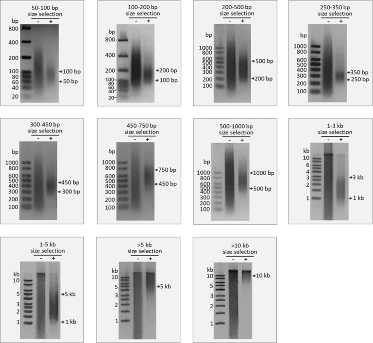 DNA Size Selection (Magnetic Beads): 11 Selection Ranges