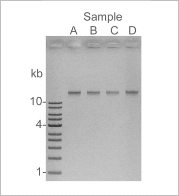 milk dna extraction kit (magnetic beads)