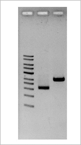 plasmid miniprep kits (magnetic beads)