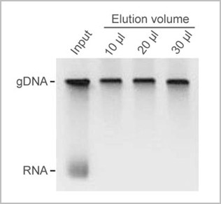 rnase free rna removal (magnetic beads)