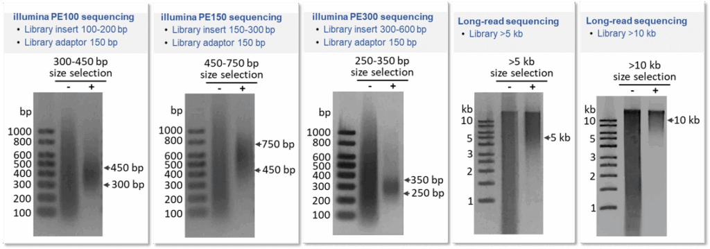 biodynami library size selection.png