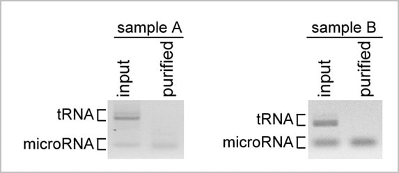 mirna purification kit (trna depletion)
