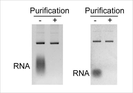 plasmid purification magnetic beads (rna depletion)