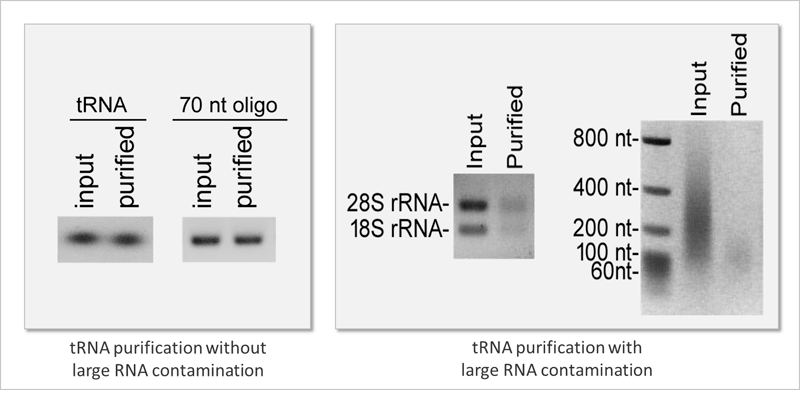 magnetic beads (trna purification)