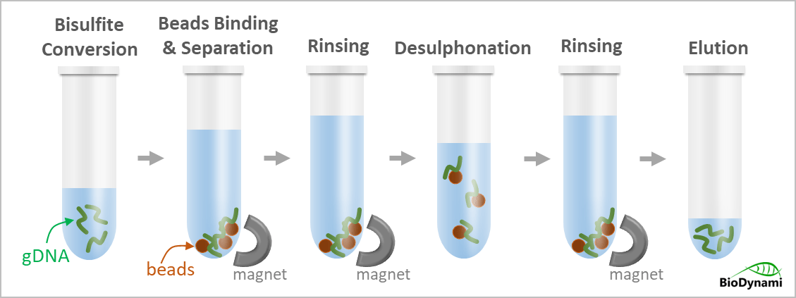 bisulfite conversion kit (magnetic beads)