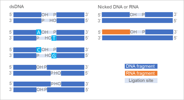 blunt/ta ligation master mix
