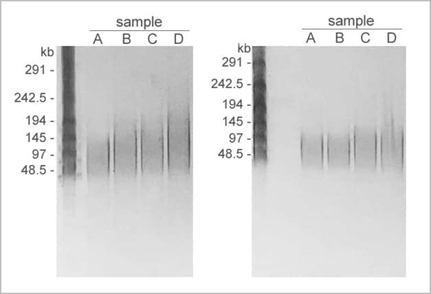 genomic dna extraction kit (hmw, magnetic beads)