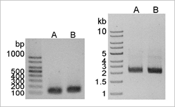 one step rt pcr kit